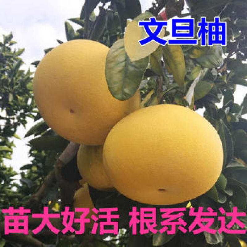 文旦柚苗文旦柚子苗玉环文旦柚柚子树苗包品种包成活