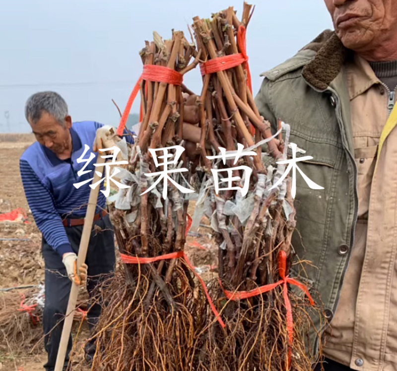 秋天清脆葡萄苗自然无核脆甜爽口