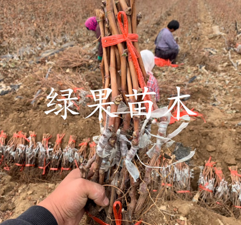 阳光玫瑰葡萄苗嫁接贝达苗蓝宝石葡萄苗妮娜皇后葡萄苗