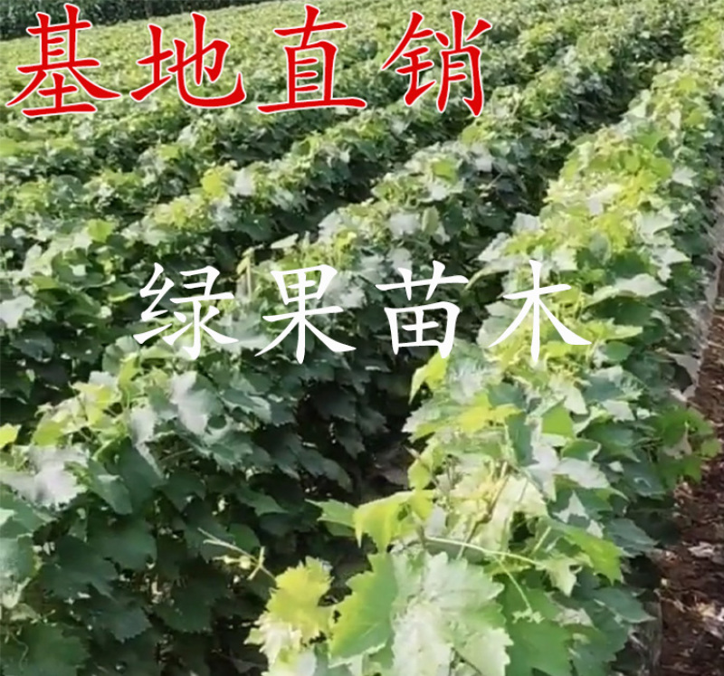 阳光玫瑰葡萄苗嫁接贝达苗蓝宝石葡萄苗妮娜皇后葡萄苗