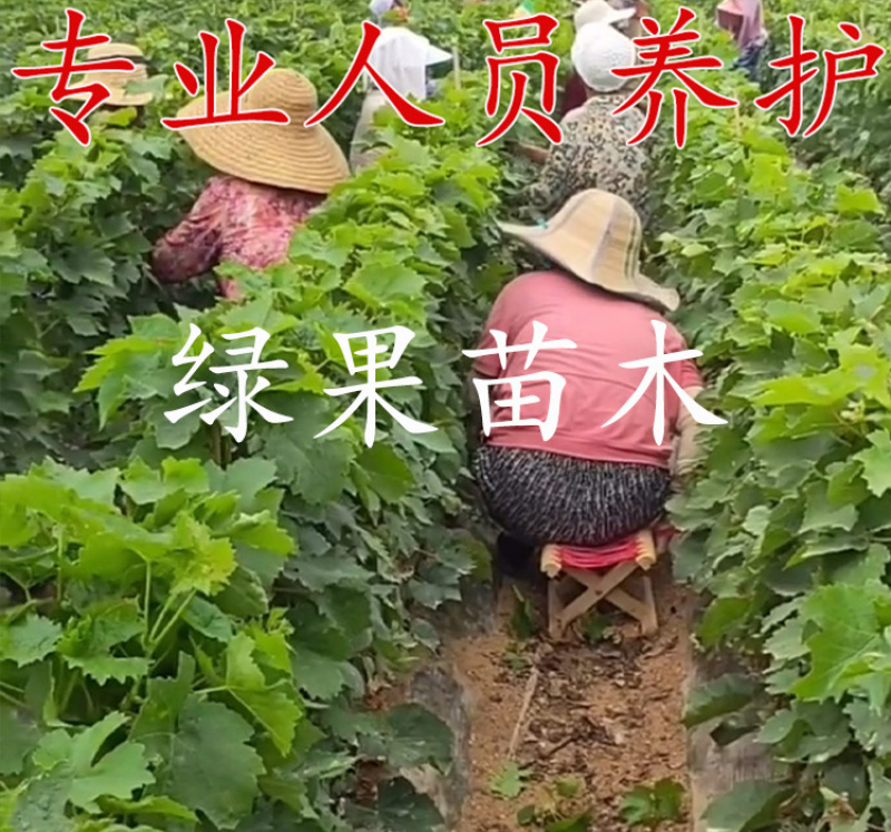 阳光玫瑰葡萄苗嫁接贝达苗蓝宝石葡萄苗妮娜皇后葡萄苗