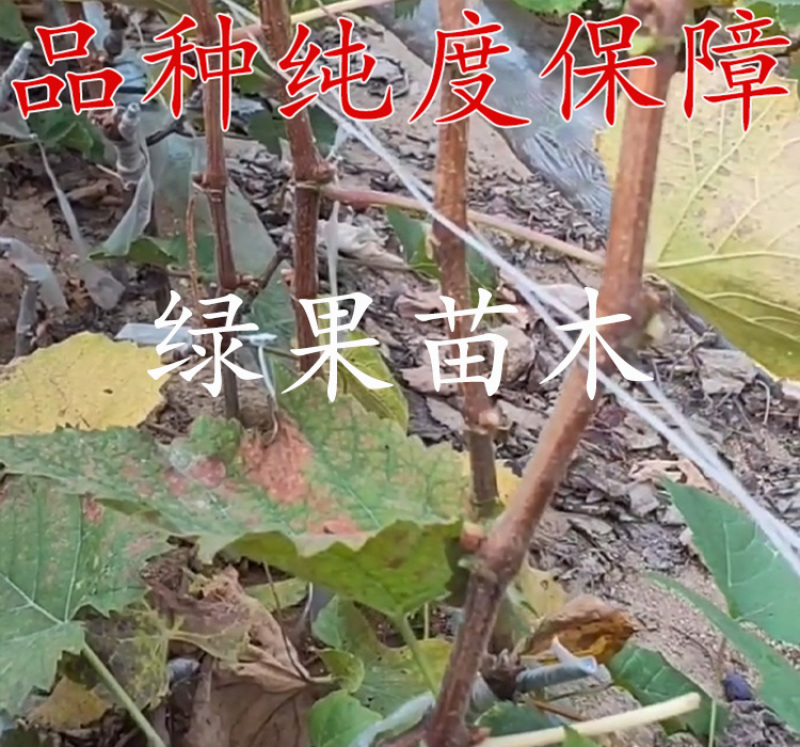 阳光玫瑰葡萄苗嫁接贝达苗蓝宝石葡萄苗妮娜皇后葡萄苗
