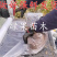 阳光玫瑰葡萄苗嫁接贝达苗蓝宝石葡萄苗妮娜皇后葡萄苗