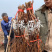 黑皇葡萄苗无核BK基地果苗纯正品种