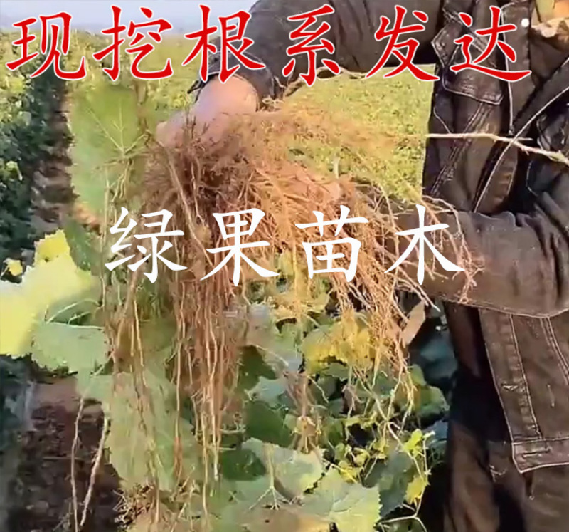 黑皇葡萄苗无核BK基地果苗纯正品种