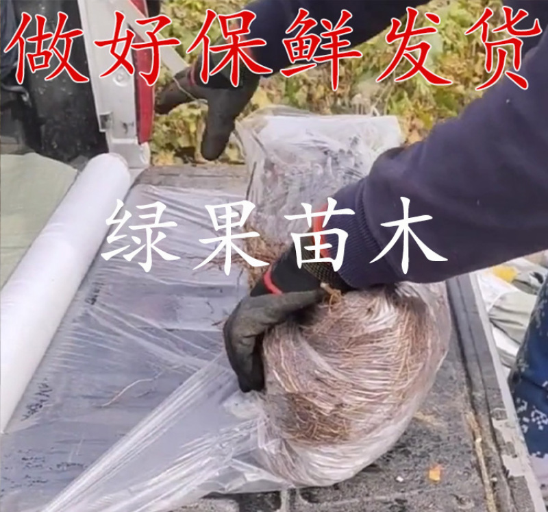 黑皇葡萄苗无核BK基地果苗纯正品种