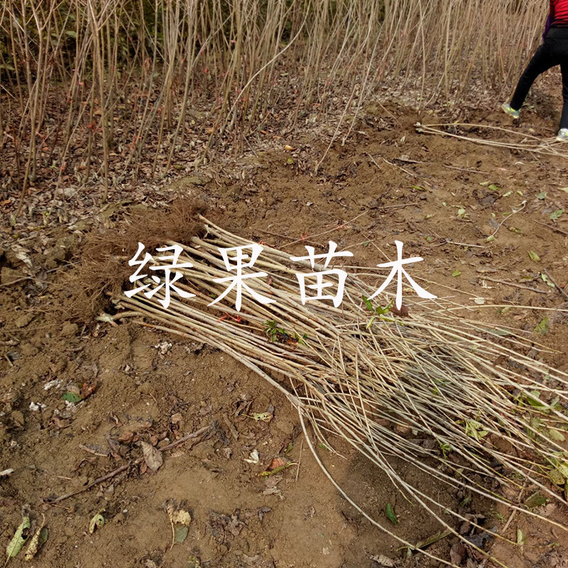 大樱桃树苗车厘子苗科迪亚樱桃苗