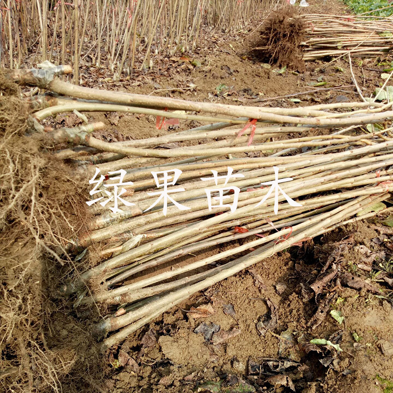 鲁樱5号辉煌1-5矮化大樱桃苗基地果苗纯正保证