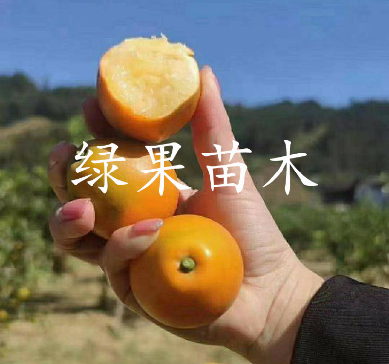 脆蜜金柑树苗嫁接金桔苗品种