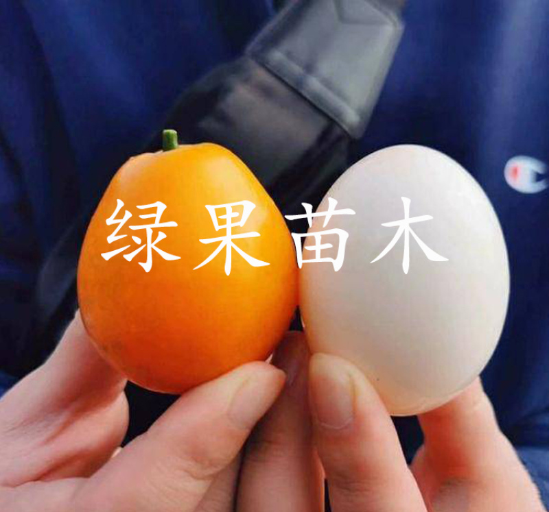 脆蜜金柑树苗嫁接金桔苗品种