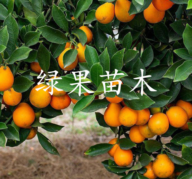 脆蜜金柑树苗嫁接金桔苗品种