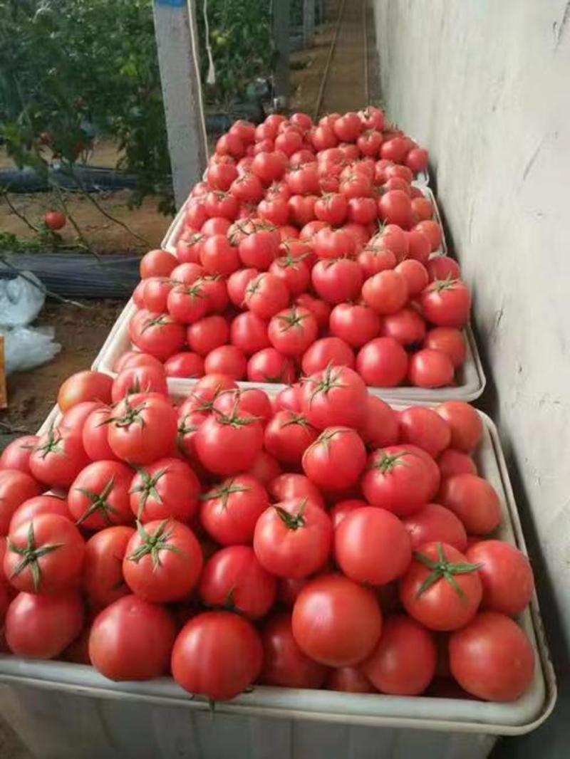 河南硬粉西红柿大量供应超市电商市场产地直发一手货源
