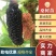 桑树苗，仙果一号，基地种植，规格齐全，提供技术指全国接单