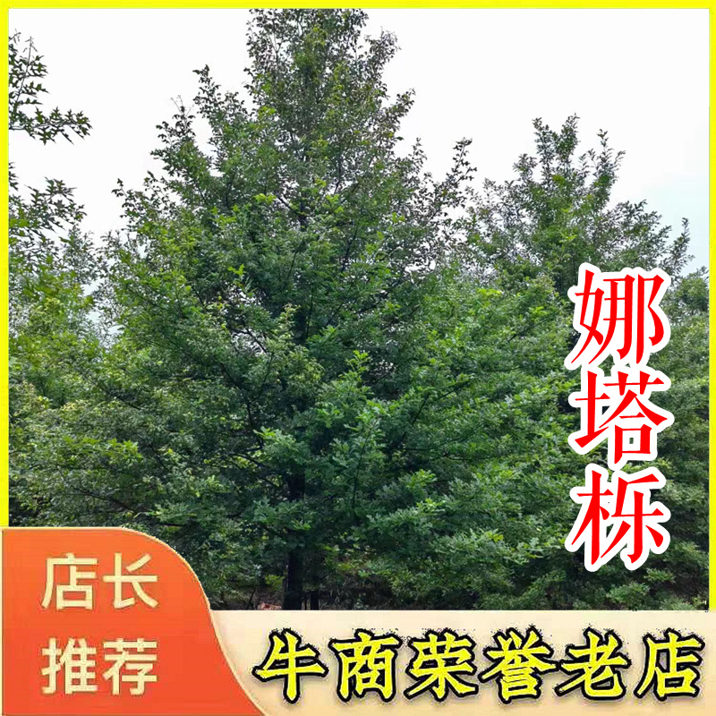 10121518公分精品娜塔栎橡树苗圃基地退林还田