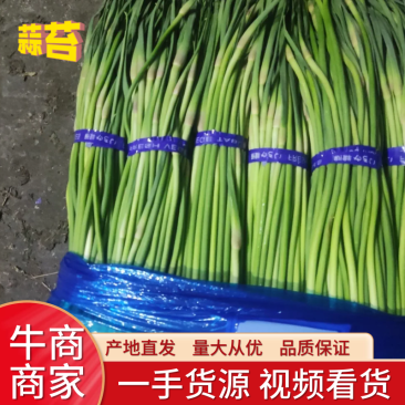 邳州蒜苔一手货源视频看货大量供货质优价廉欢迎来电