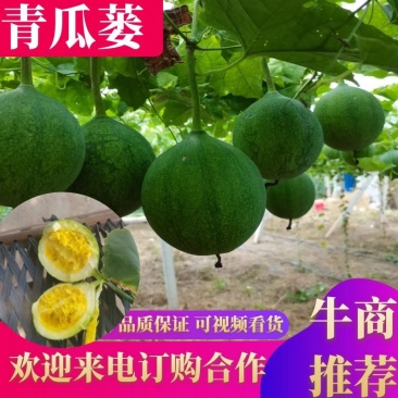 青瓜蒌，全瓜蒌.8号，9号，22号产地直发品质保证