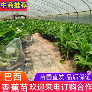 复绿香蕉香蕉苗巴西香蕉无菌催芽农科院种苗