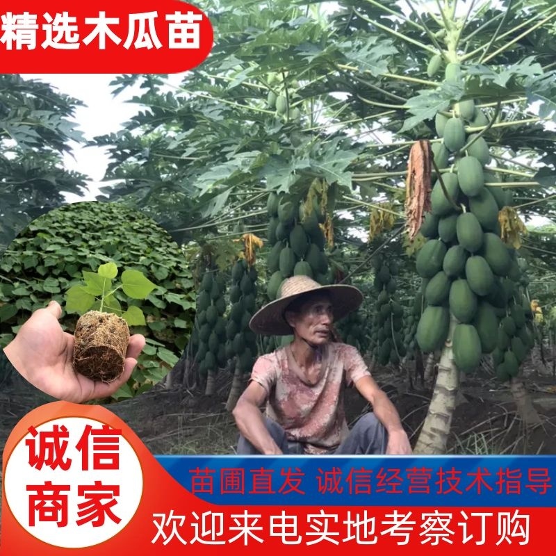 益源6号木瓜苗红肉木瓜泰国红抗台风高产水果木瓜