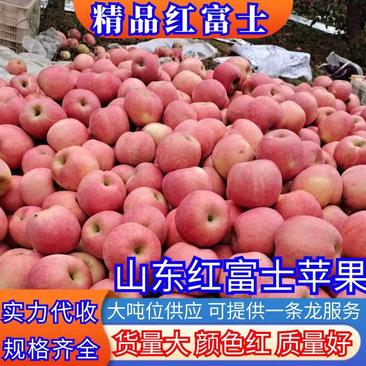 红富士苹果【苹果】大量上市产地直大价格美丽欢迎联系