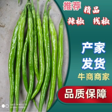【推荐】大荔二荆条辣椒，线椒，全国供应，可视频看货