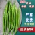【推荐】大荔二荆条辣椒，线椒，全国供应，可视频看货