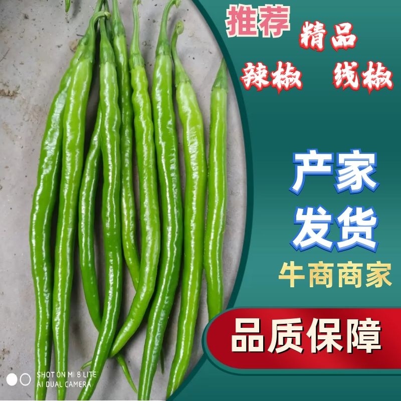 【推荐】大荔二荆条辣椒，线椒，全国供应，可视频看货