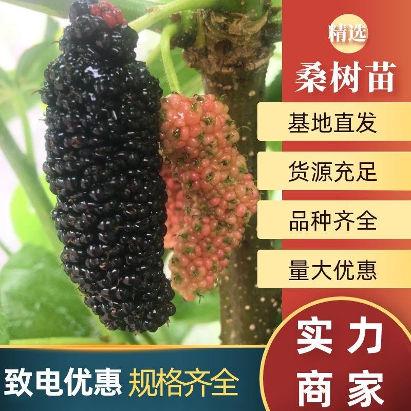 果桑苗，台湾长果。桑树香金椹，无籽大十，红果三号，白玉王
