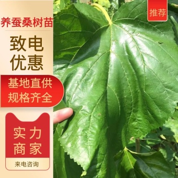千亩桑园，蚕桑嫁接苗，强桑1号，农桑14号，常年供应