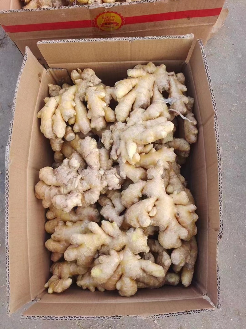 山东生姜基地，小黄姜，全国发货，货源足