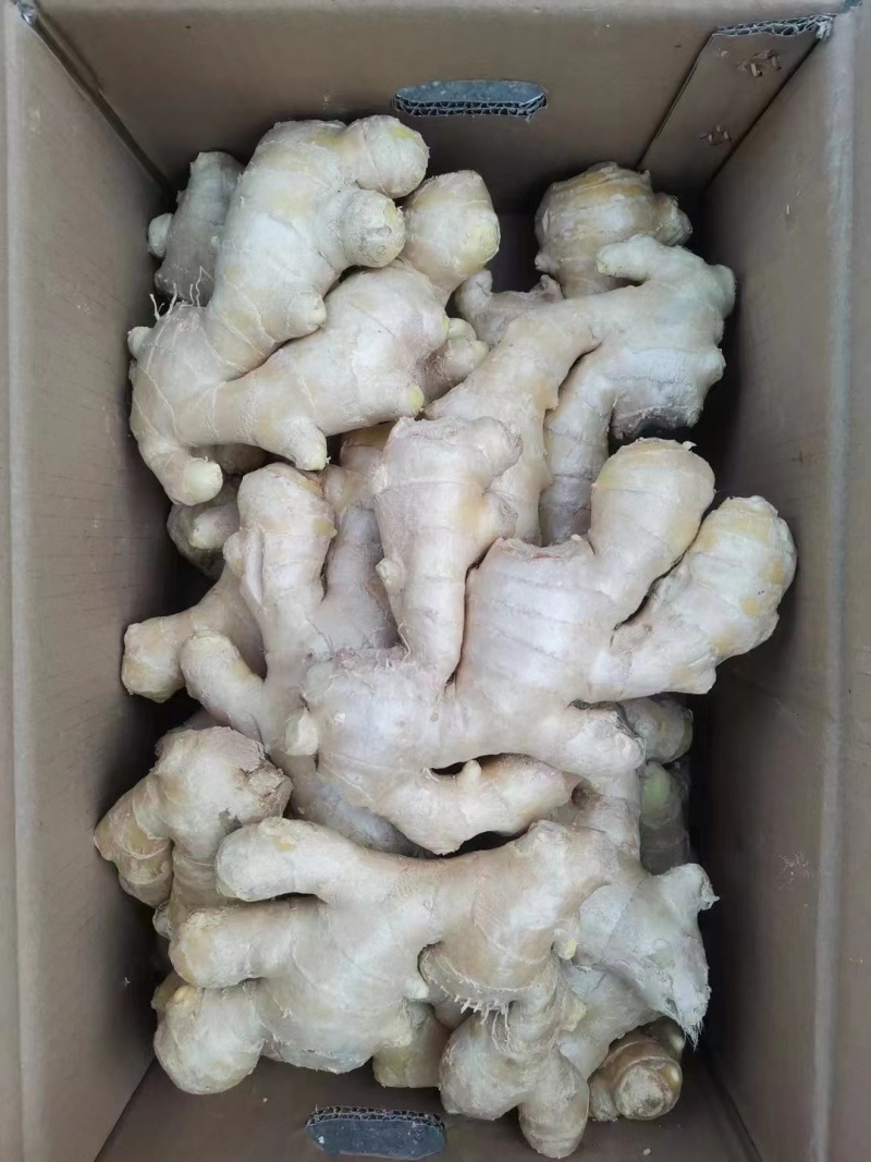 山东生姜基地，小黄姜，全国发货，货源足