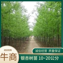 银杏树苗，自有基地，10到20公分，价格合理电联洽谈