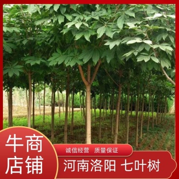 梭罗树苗，七叶树，绿化苗木，基地发货，规格齐全，价格合理
