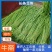 【精品】青条豆角，货源充足，专业装车批发基地直发