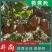 【一件代发】眉县徐香猕猴桃，陕西产地货源，对接电商超市