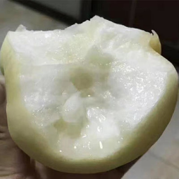 白如玉桃苗桃苗根系发达可签纯度合同现挖发货