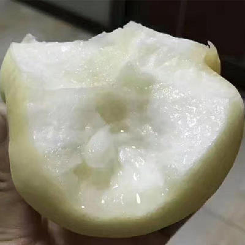 白如玉桃苗桃苗根系发达可签纯度合同现挖发货