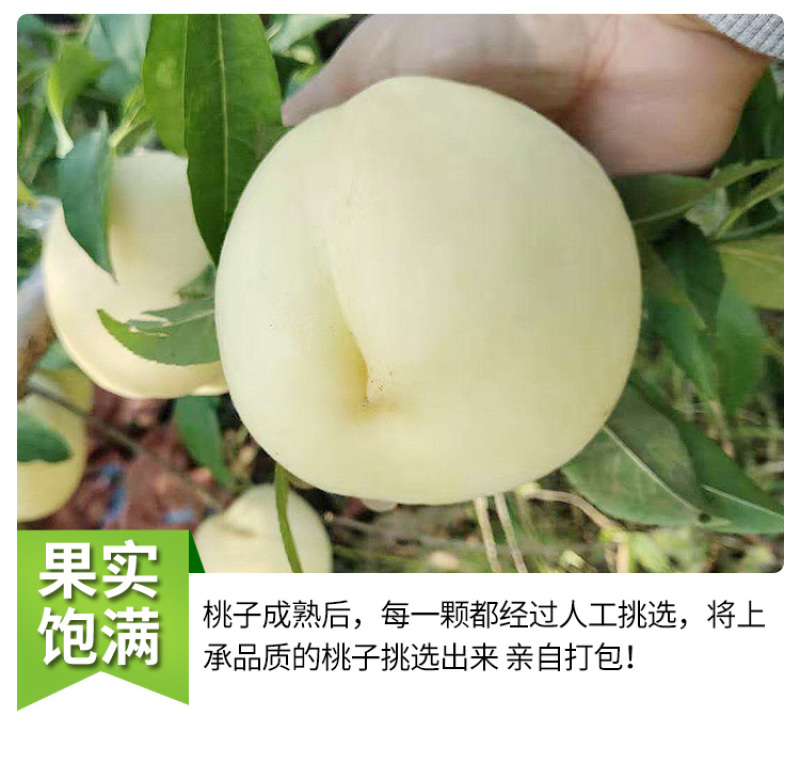 白如玉桃苗桃苗根系发达可签纯度合同现挖发货
