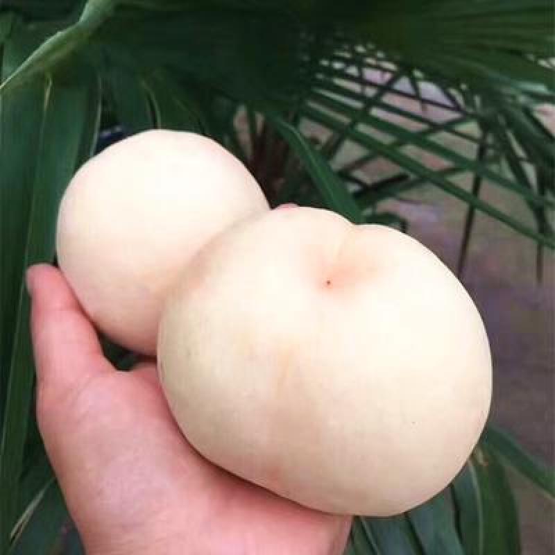 蒙阴白桃丰产性好根系发达可签纯度合同现挖发货
