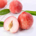 春雪桃苗特早熟红桃，5月底上市，果大味甜丰产性好