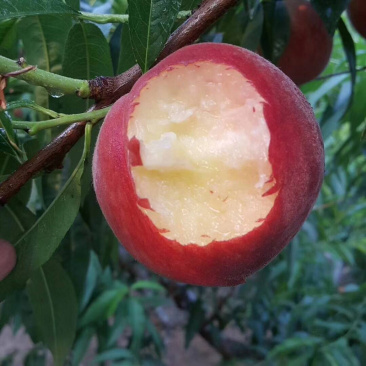 春雪桃苗特早熟红桃，5月底上市，果大味甜丰产性好
