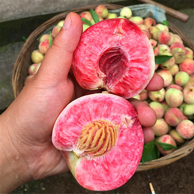猪血桃苗根系发达丰产性好现挖保湿发货