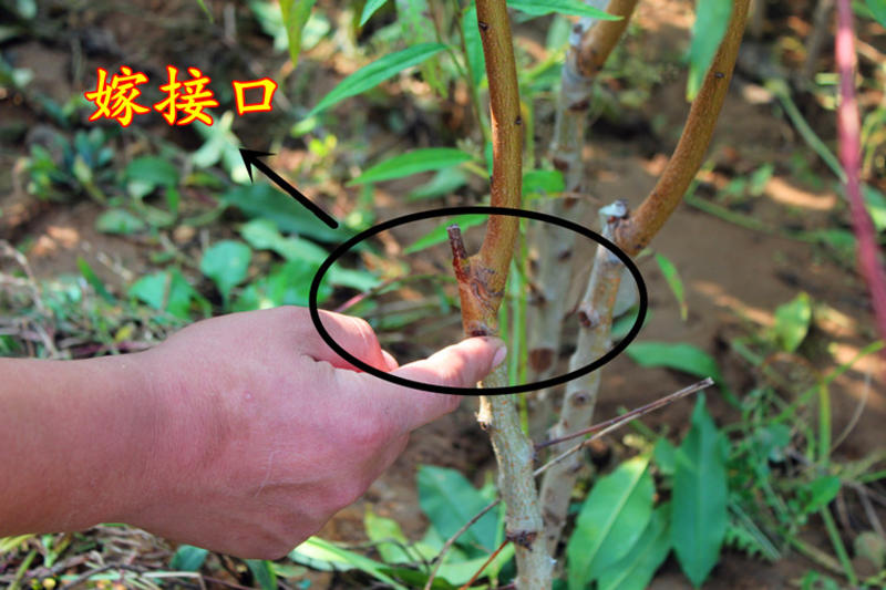 黄金脆桃苗根系发达丰产性好现挖保湿发货
