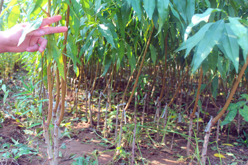 鹰嘴蜜桃苗根系发达丰产性好现挖保湿发货
