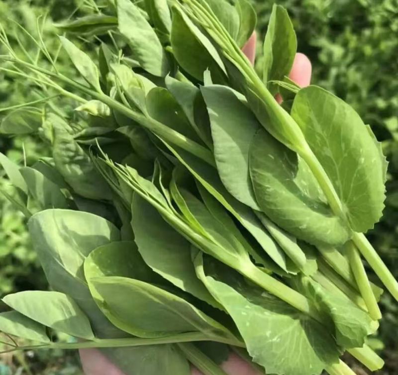 高品质豌豆尖陆续上货欢迎大家前来咨询
