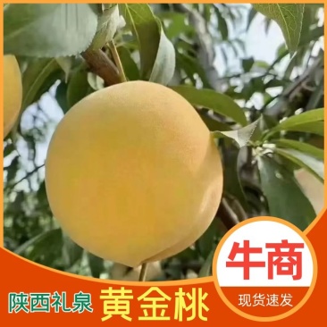【精品黄桃】西瑞黄桃产地发货大量上市欢迎各地老板咨询