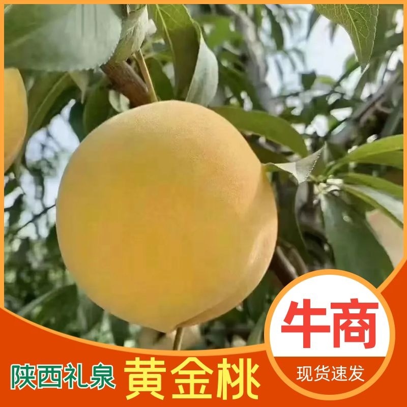 【精品黄桃】西瑞黄桃产地发货大量上市欢迎各地老板咨询