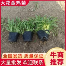 金鸡菊，基地发货，规格齐全，质量保证欢迎进店咨询