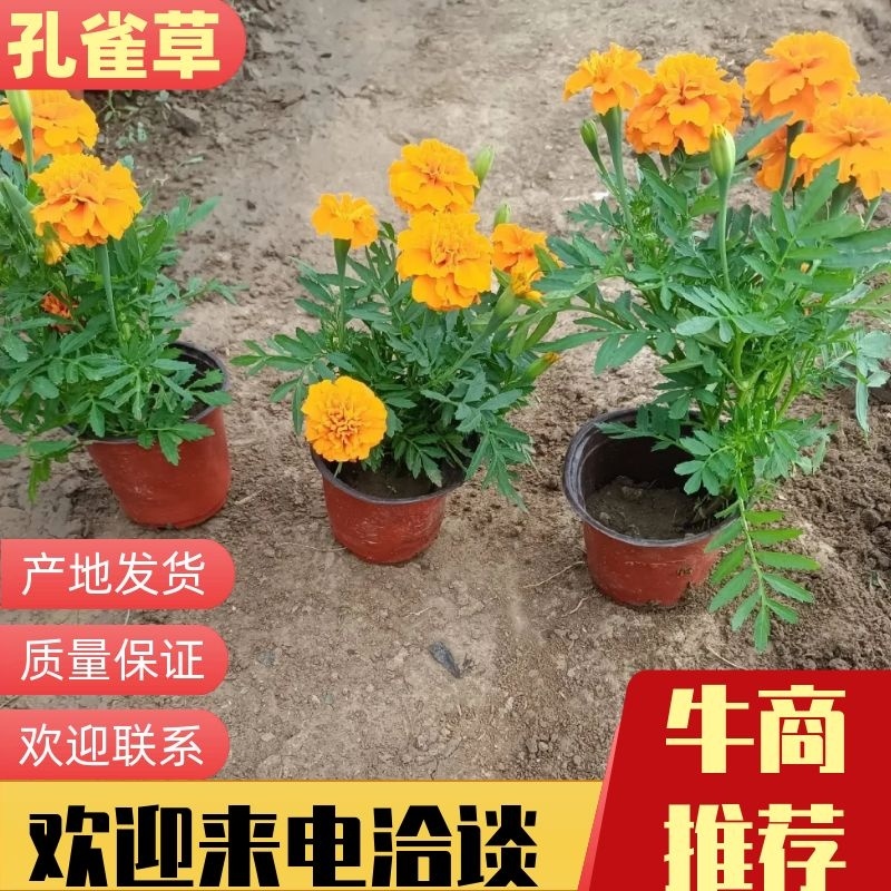 【精品孔雀草】孔雀草，时令花卉，一手货源大量有货