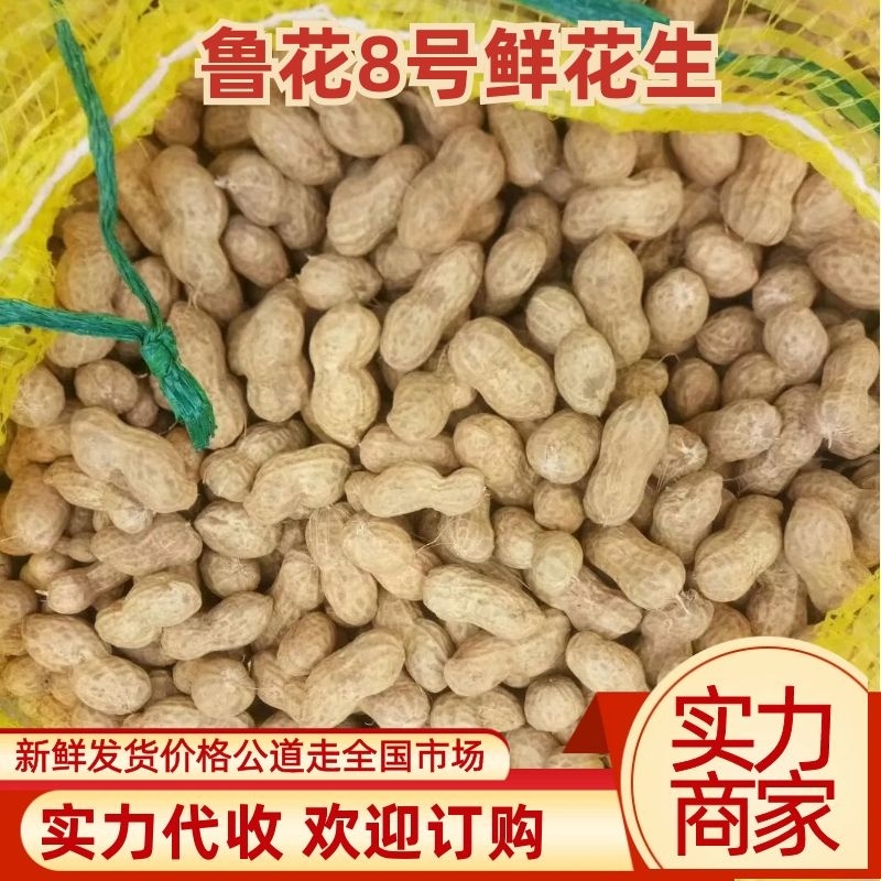 鲁花8商花5白沙鲜花生大量上市人工手捡颗粒饱满