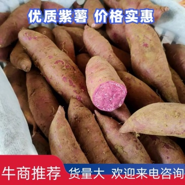湖北省宜城紫罗兰紫薯大量上市市场电商工厂货